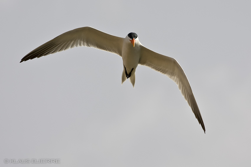 Caspian Tern_KBJ8812.jpg - Caspian Tern - north beach Eilat